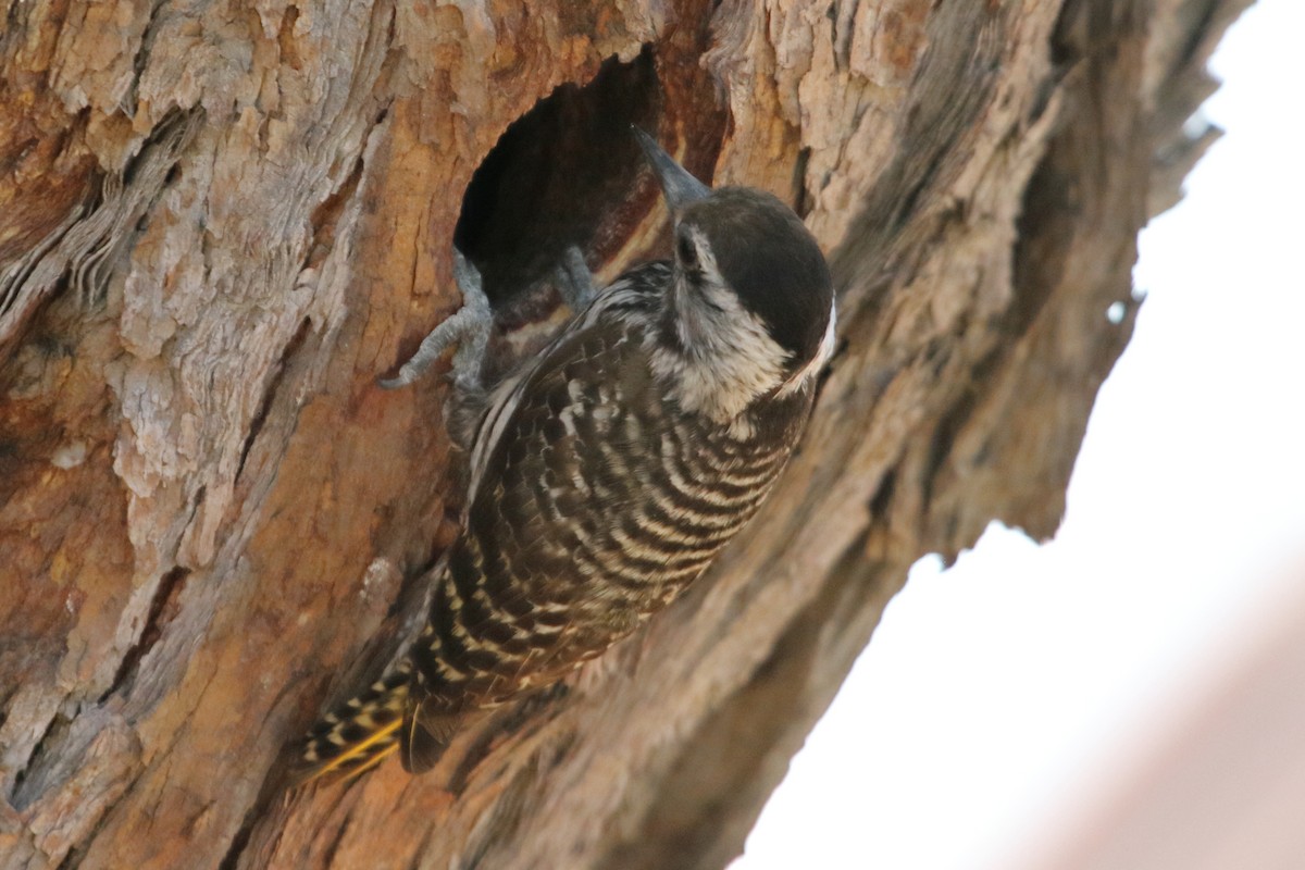 Pito Cardenal - ML644579829