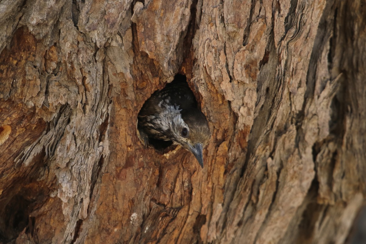 Pito Cardenal - ML644579830