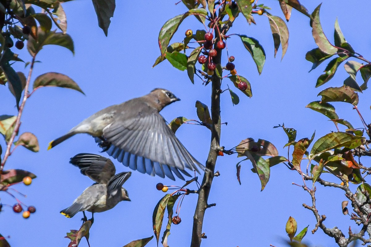 Cedar Waxwing - ML644579849