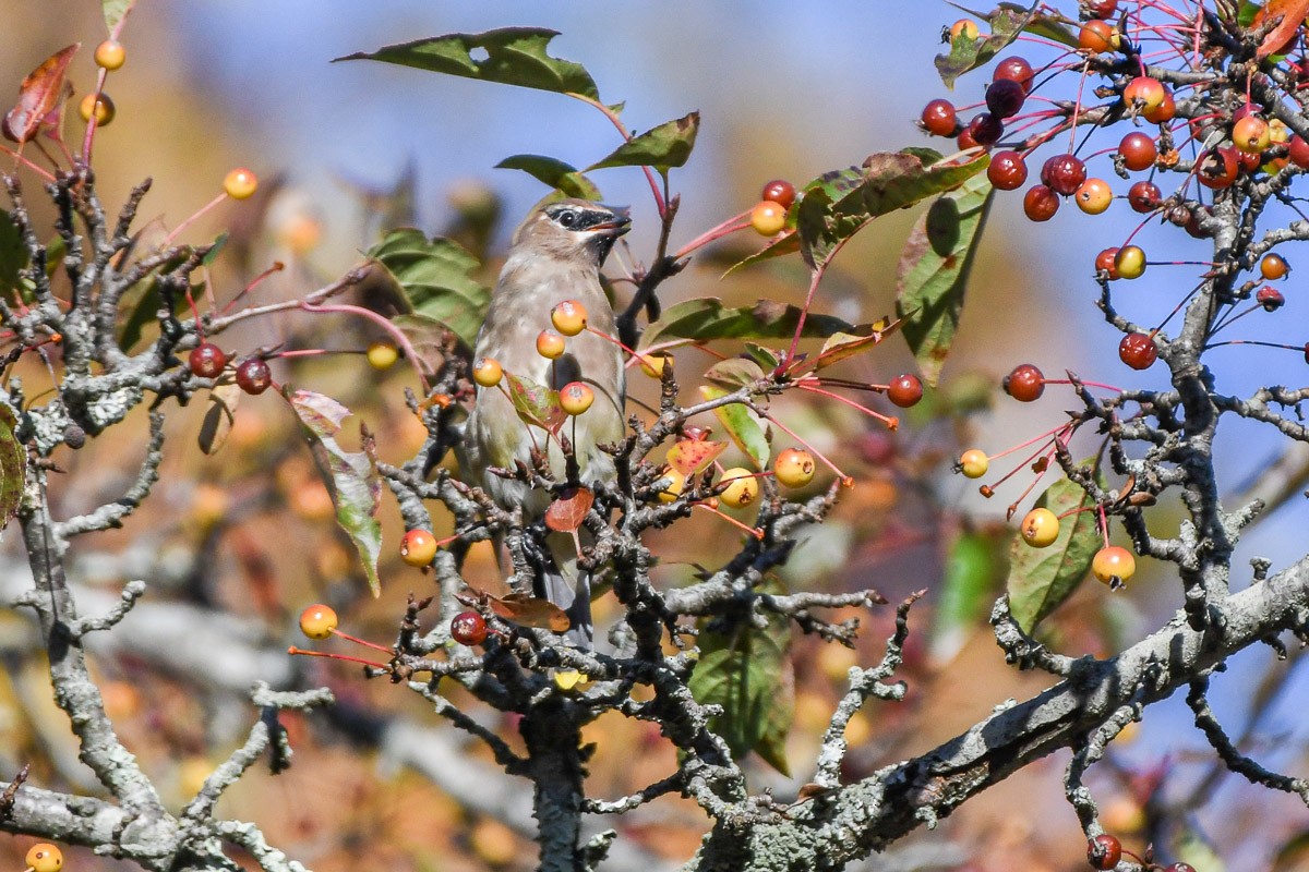 Cedar Waxwing - ML644579850