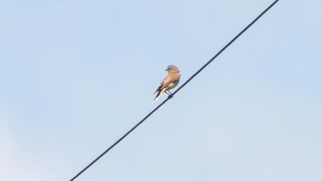 Avustalya Şakıcı Sinekkapanı - ML644579855