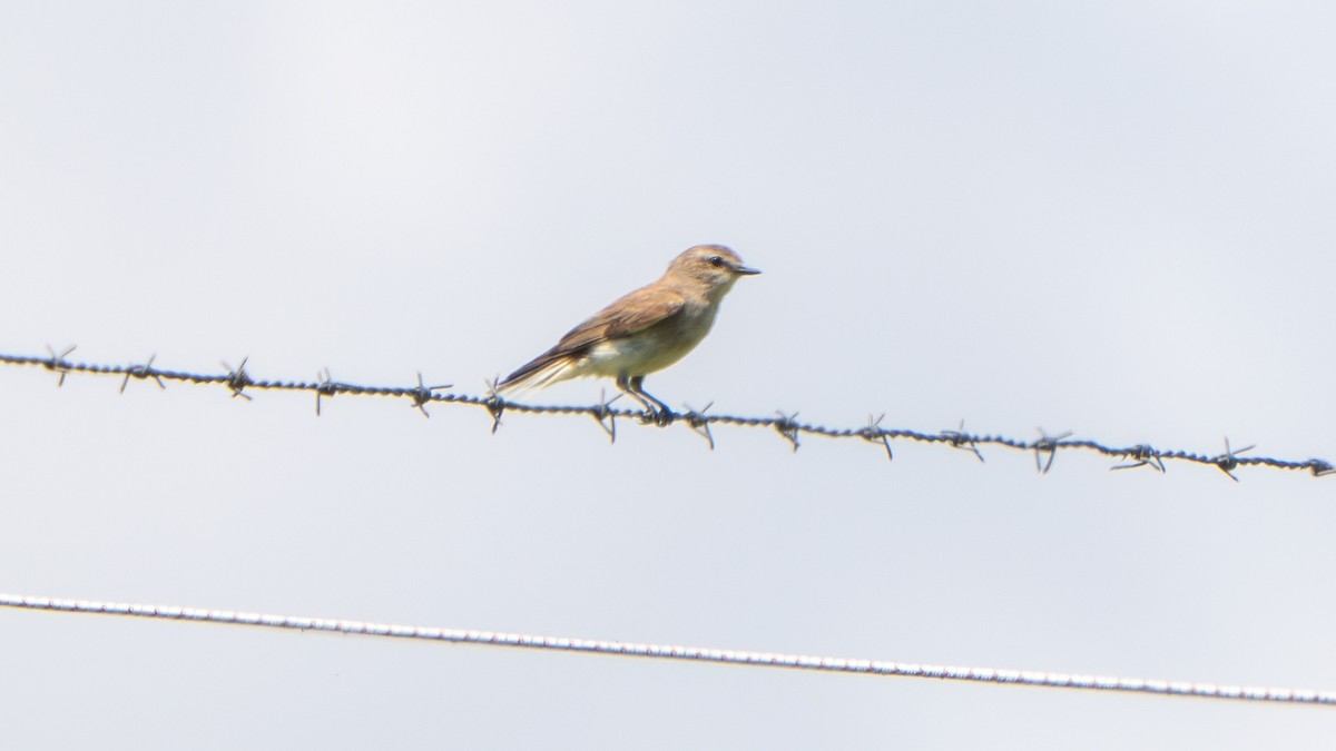 Avustalya Şakıcı Sinekkapanı - ML644579856