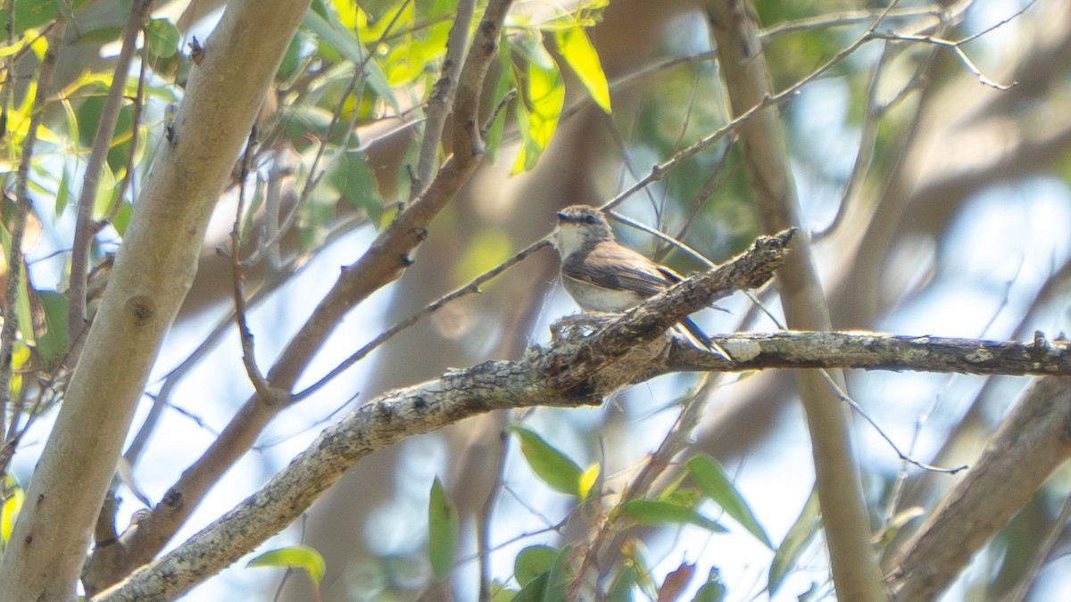 Avustalya Şakıcı Sinekkapanı - ML644579857