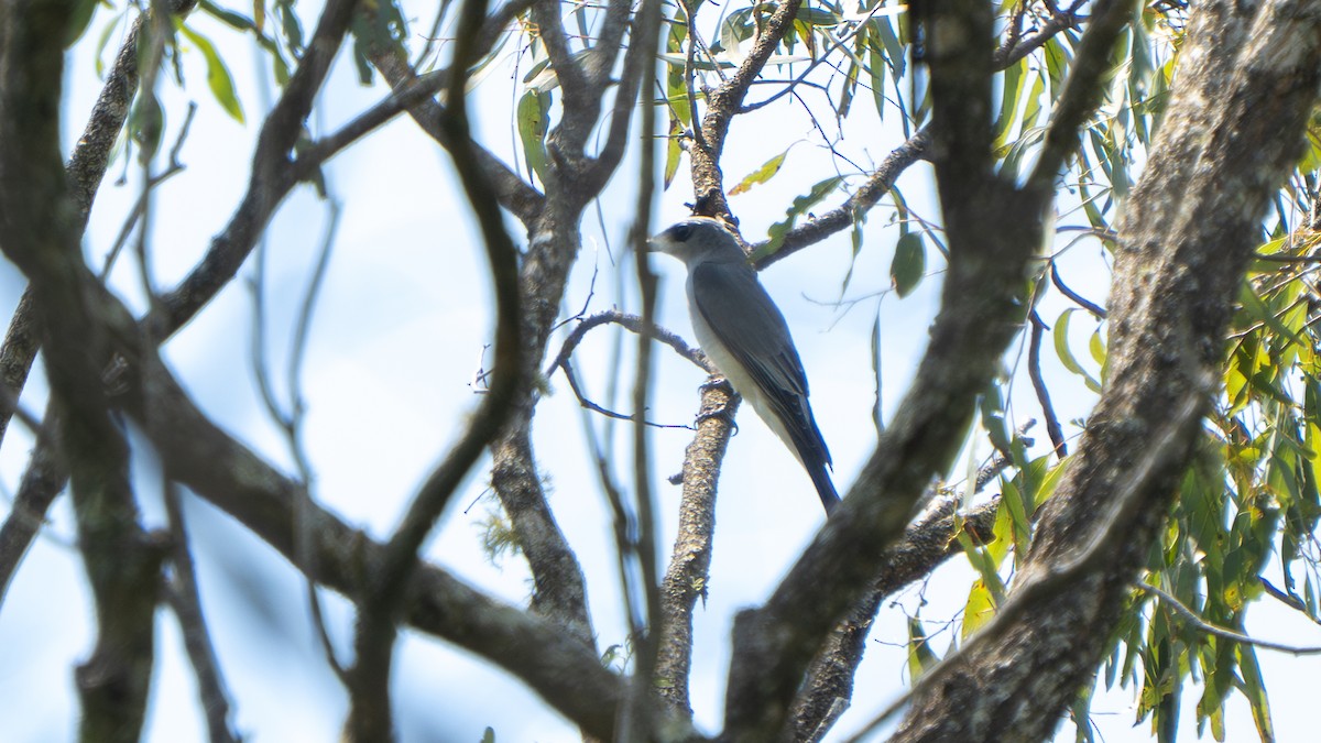 パプアオオサンショウクイ - ML644579858