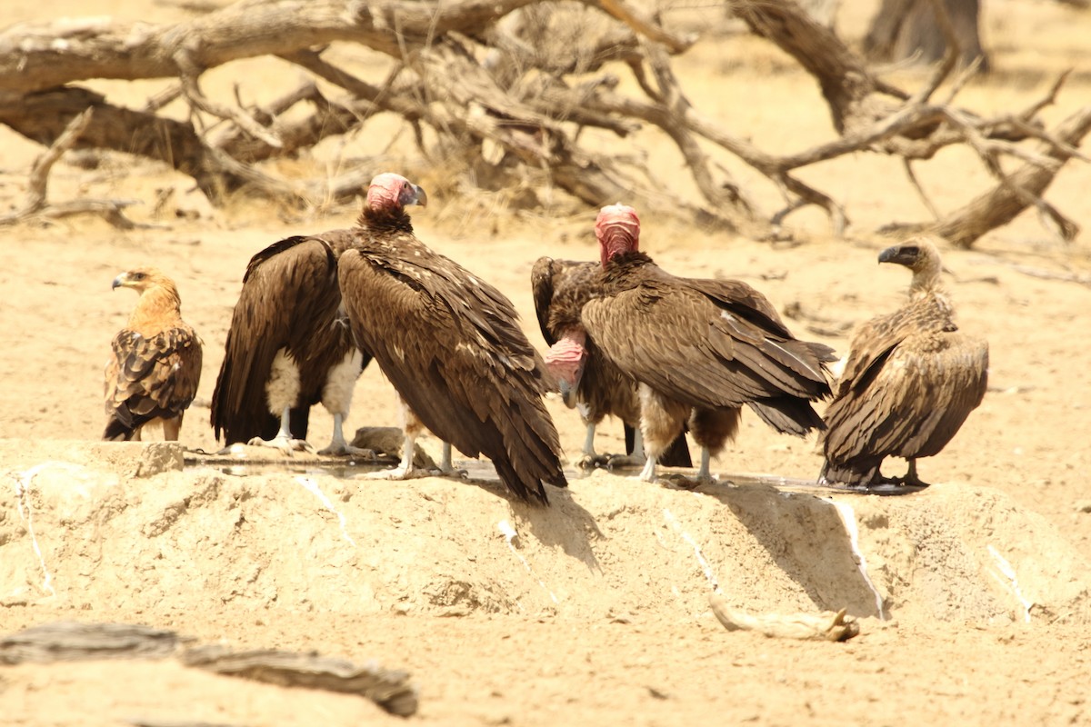 Lappet-faced Vulture - ML644579859