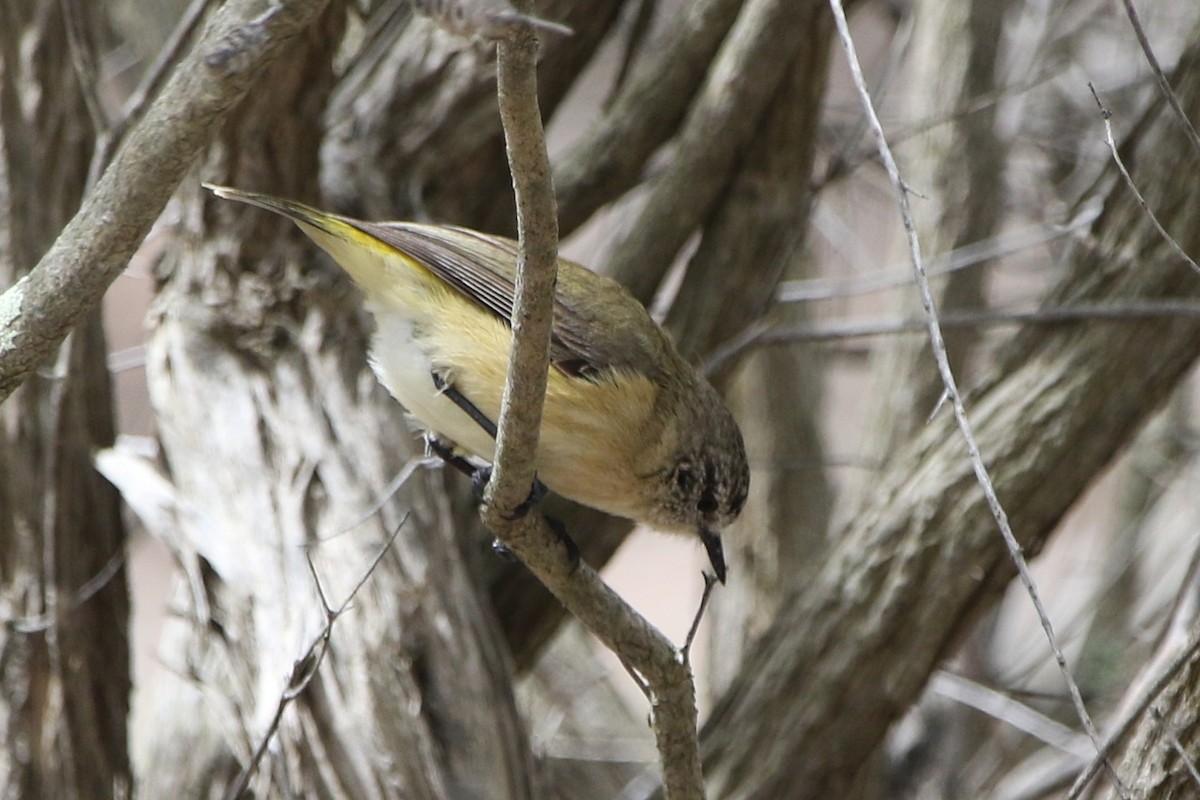 Yellow-rumped Thornbill - ML644579860
