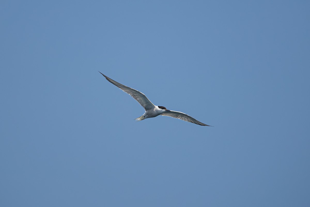 アジサシ - ML644579861