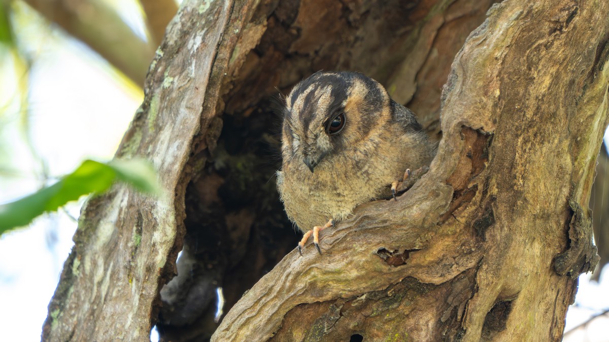 オーストラリアズクヨタカ - ML644579862