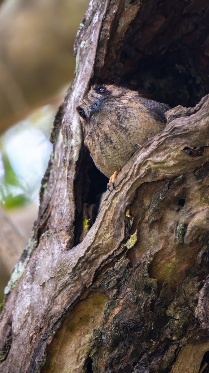 オーストラリアズクヨタカ - ML644579863