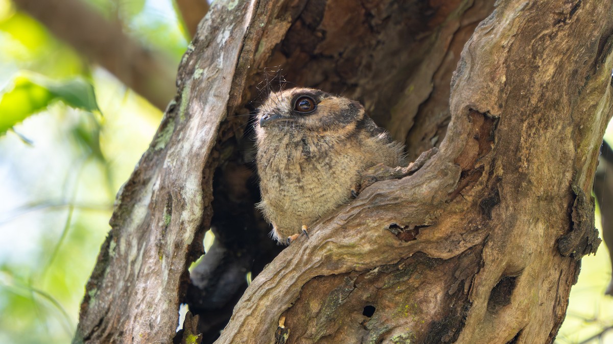 オーストラリアズクヨタカ - ML644579864