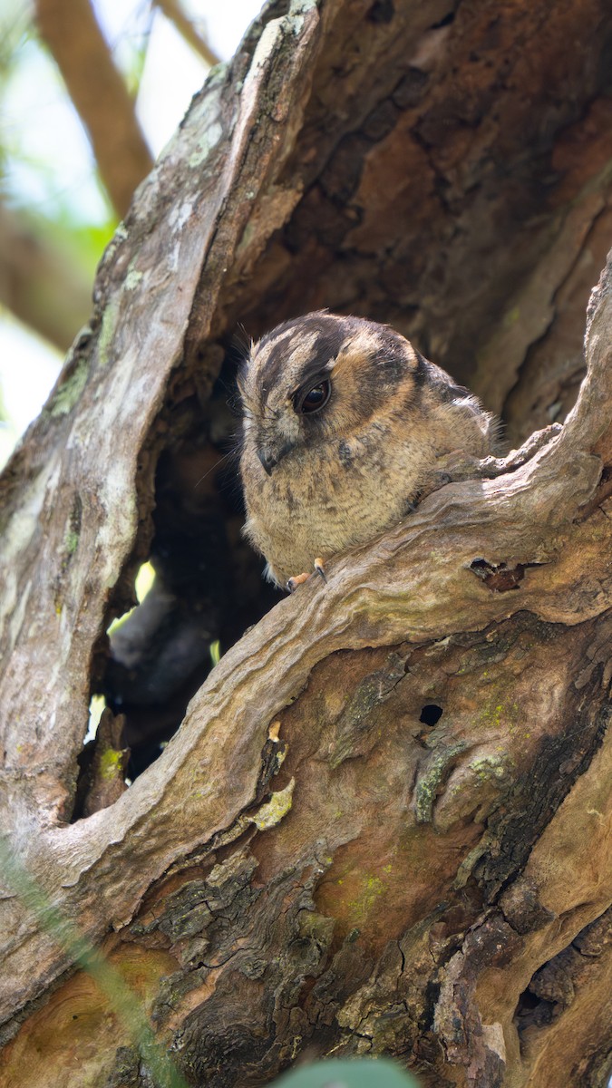 オーストラリアズクヨタカ - ML644579865