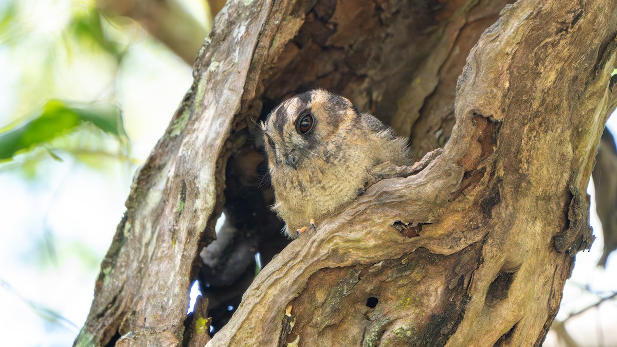 オーストラリアズクヨタカ - ML644579866