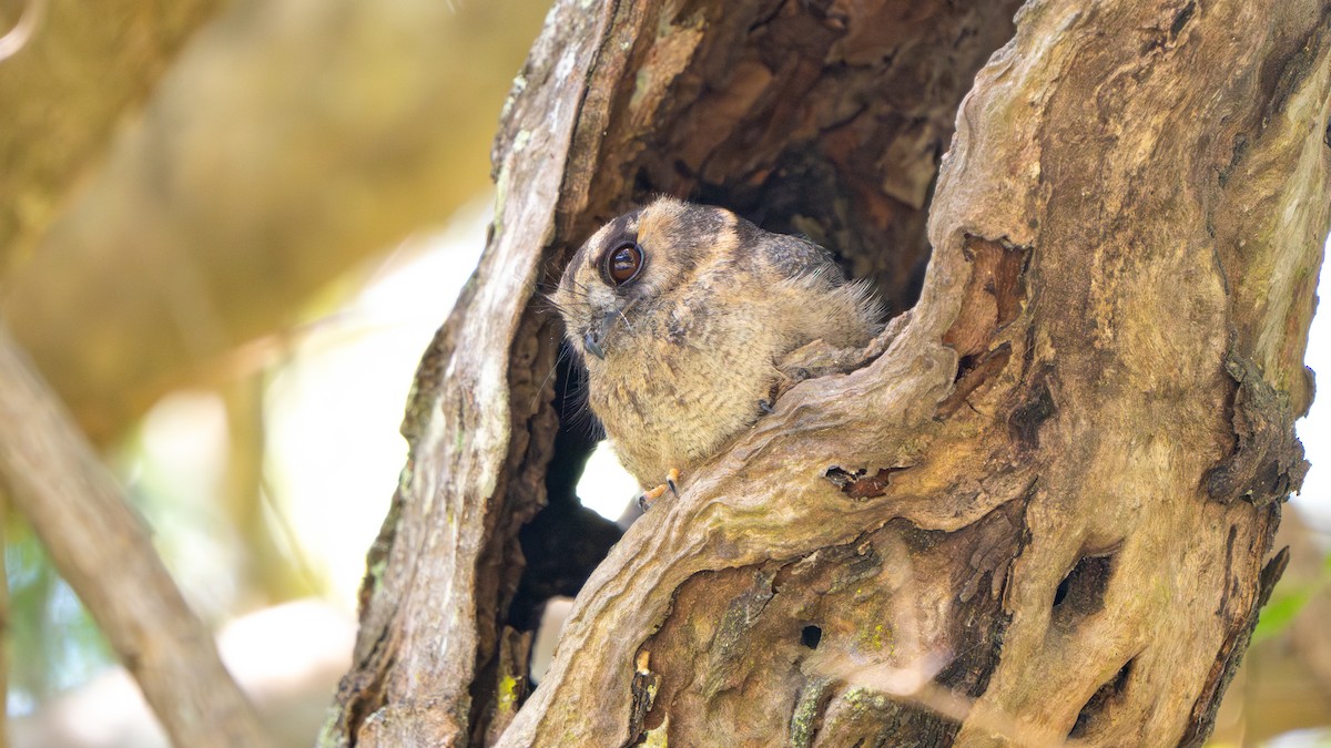 オーストラリアズクヨタカ - ML644579868