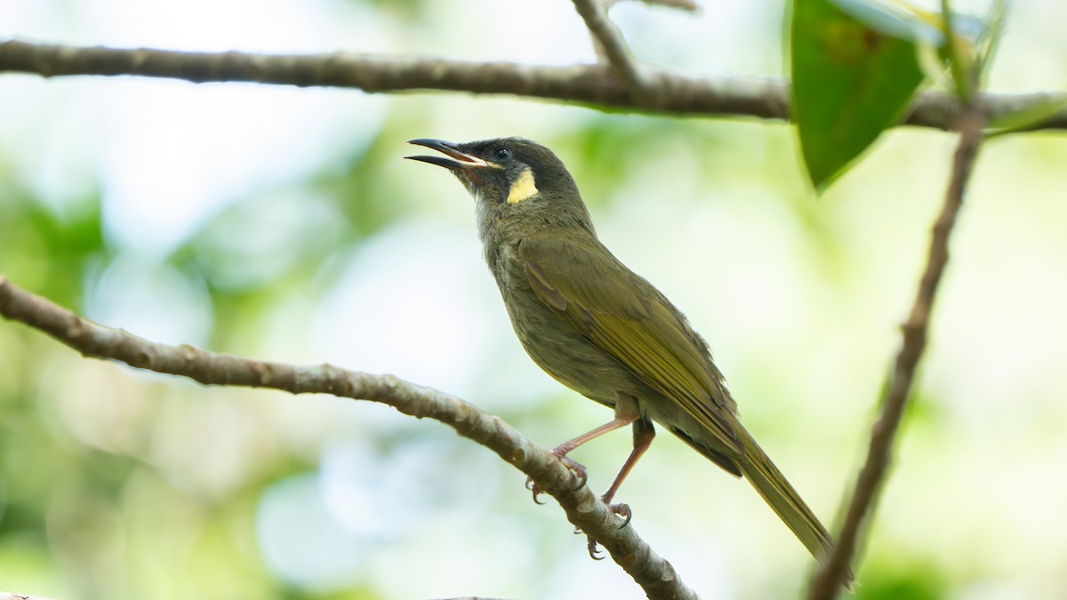 キミミミツスイ - ML644579874