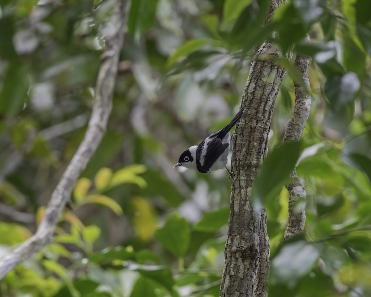 Pied Monarch - ML644579875