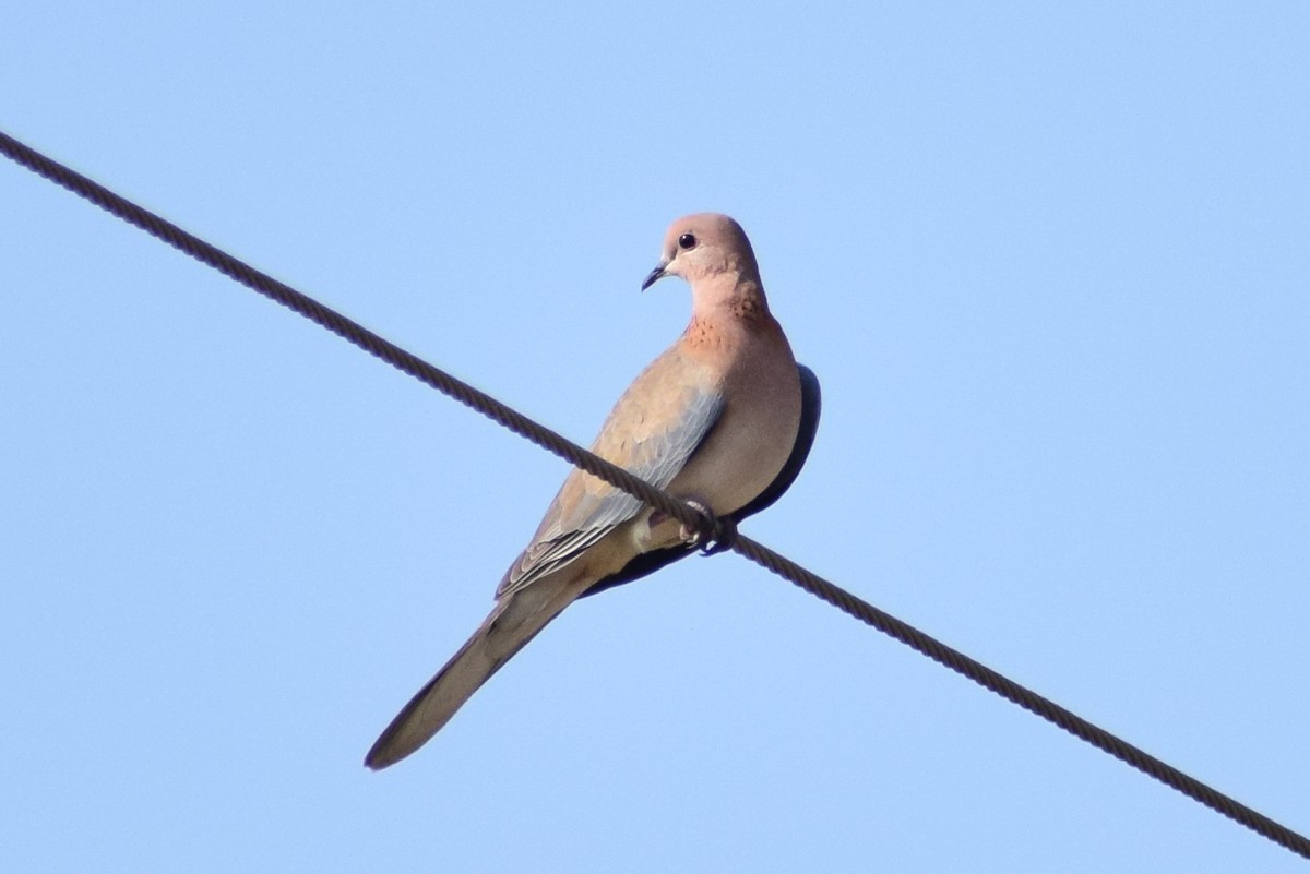 Laughing Dove - ML644579876
