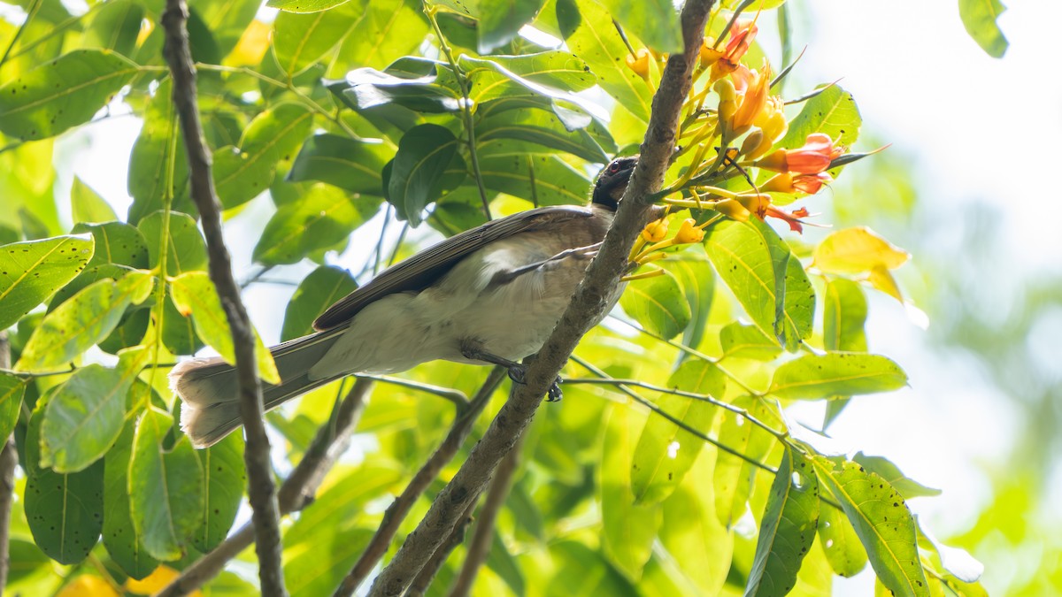 ズグロハゲミツスイ - ML644579878