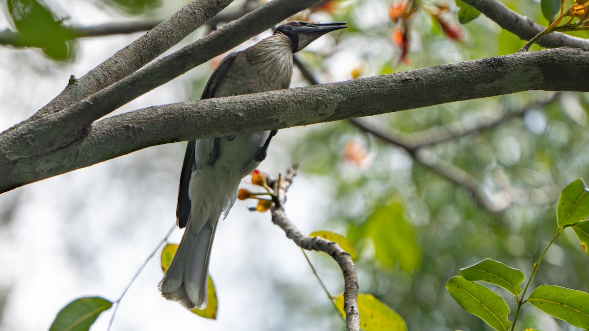 ズグロハゲミツスイ - ML644579879