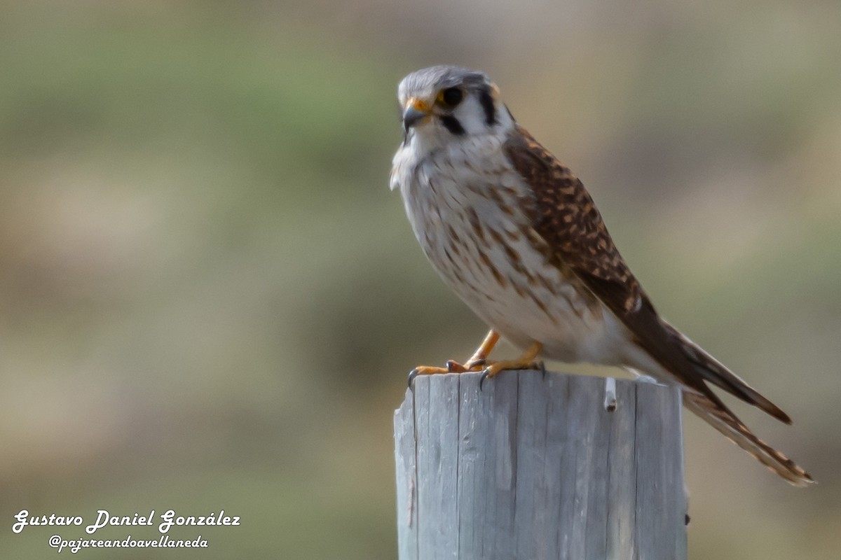 American Kestrel - ML644579883
