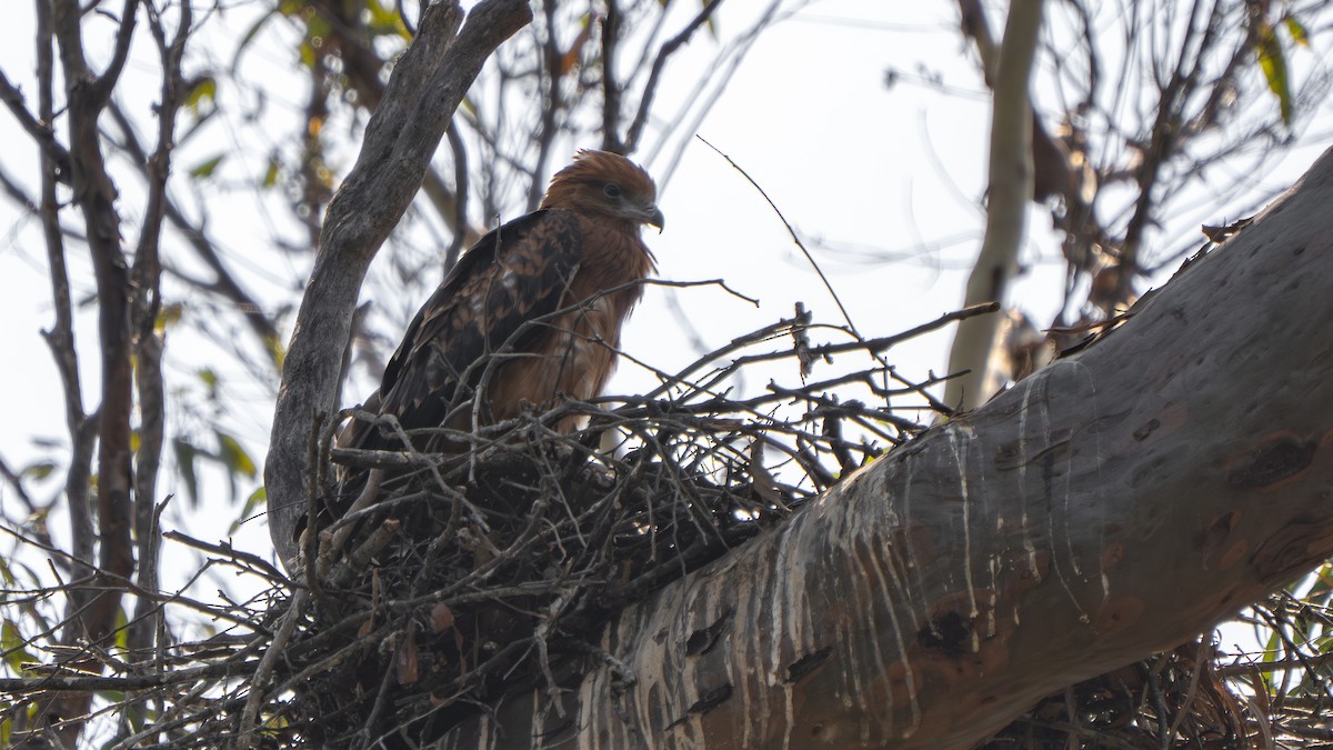 Square-tailed Kite - ML644579895
