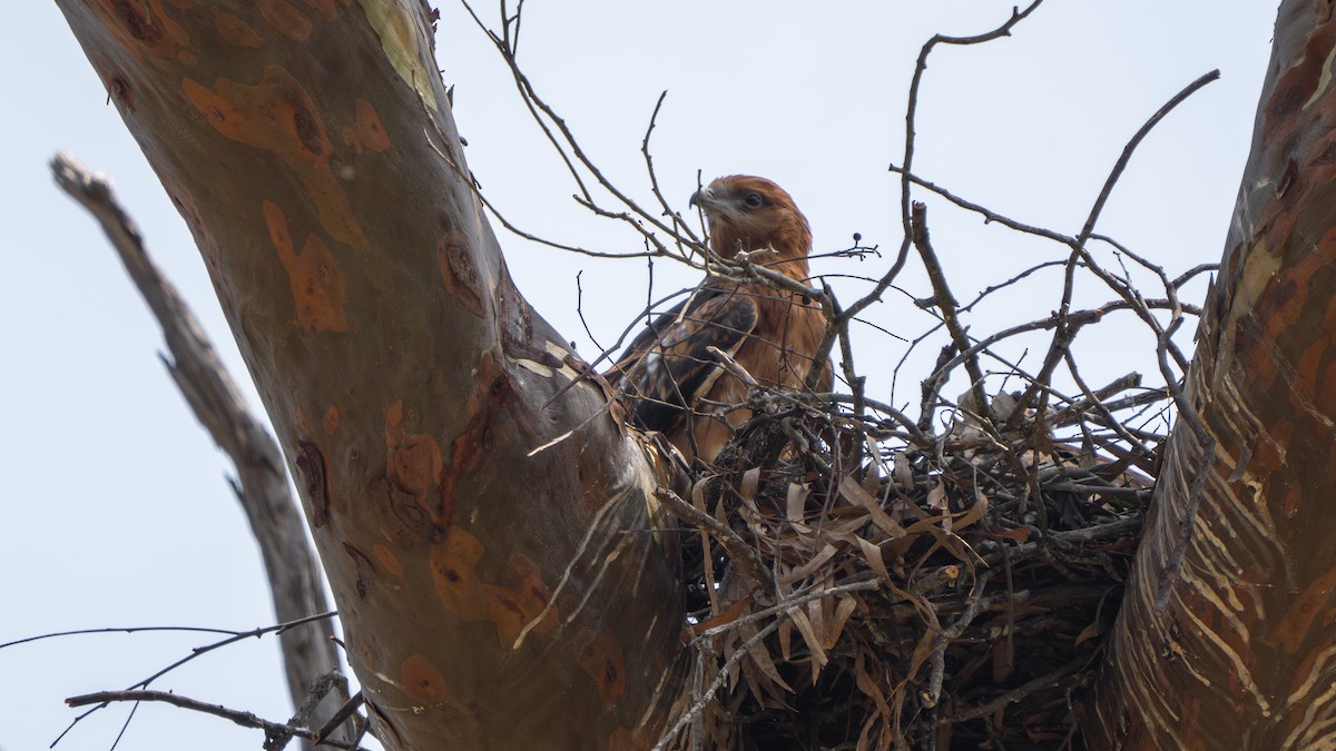 Square-tailed Kite - ML644579896