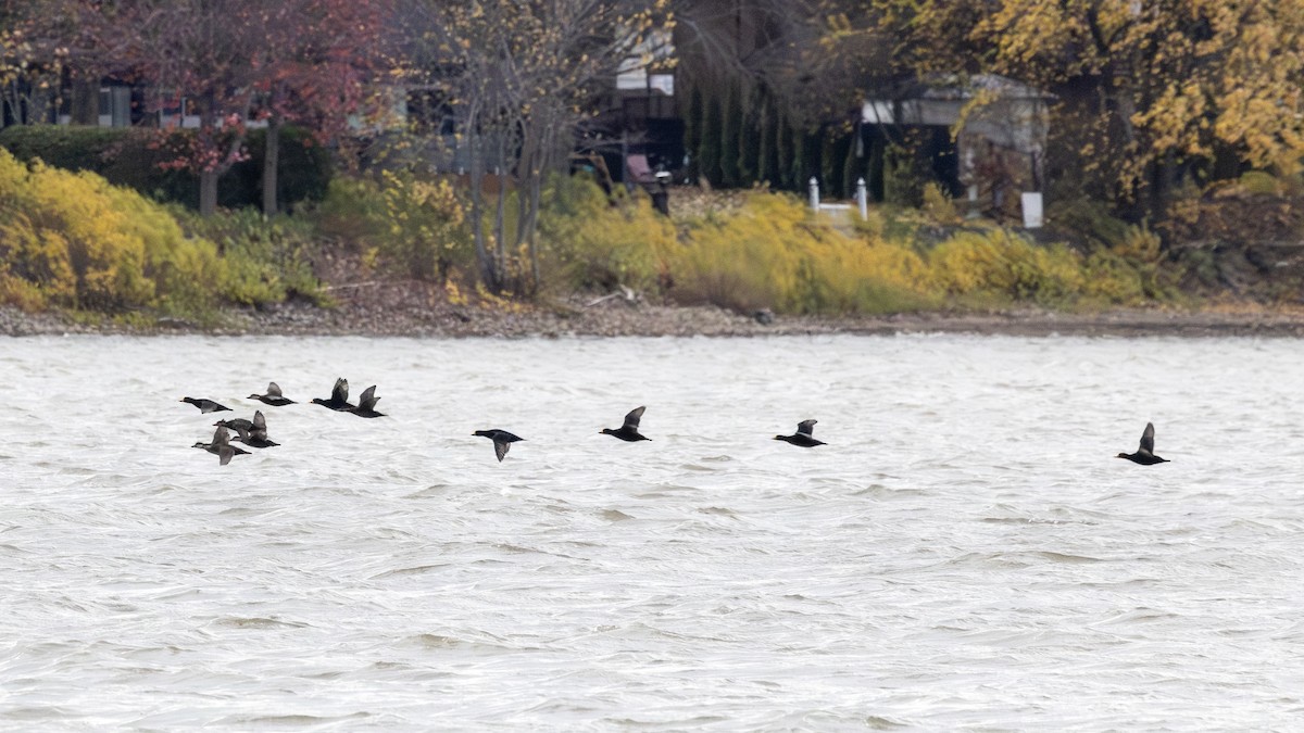 Black Scoter - ML644579897