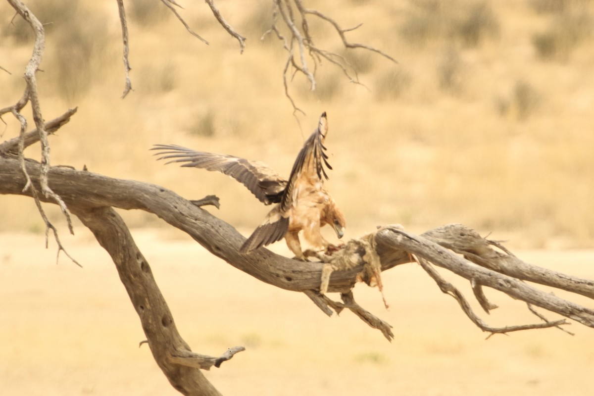 Tawny Eagle - ML644579930