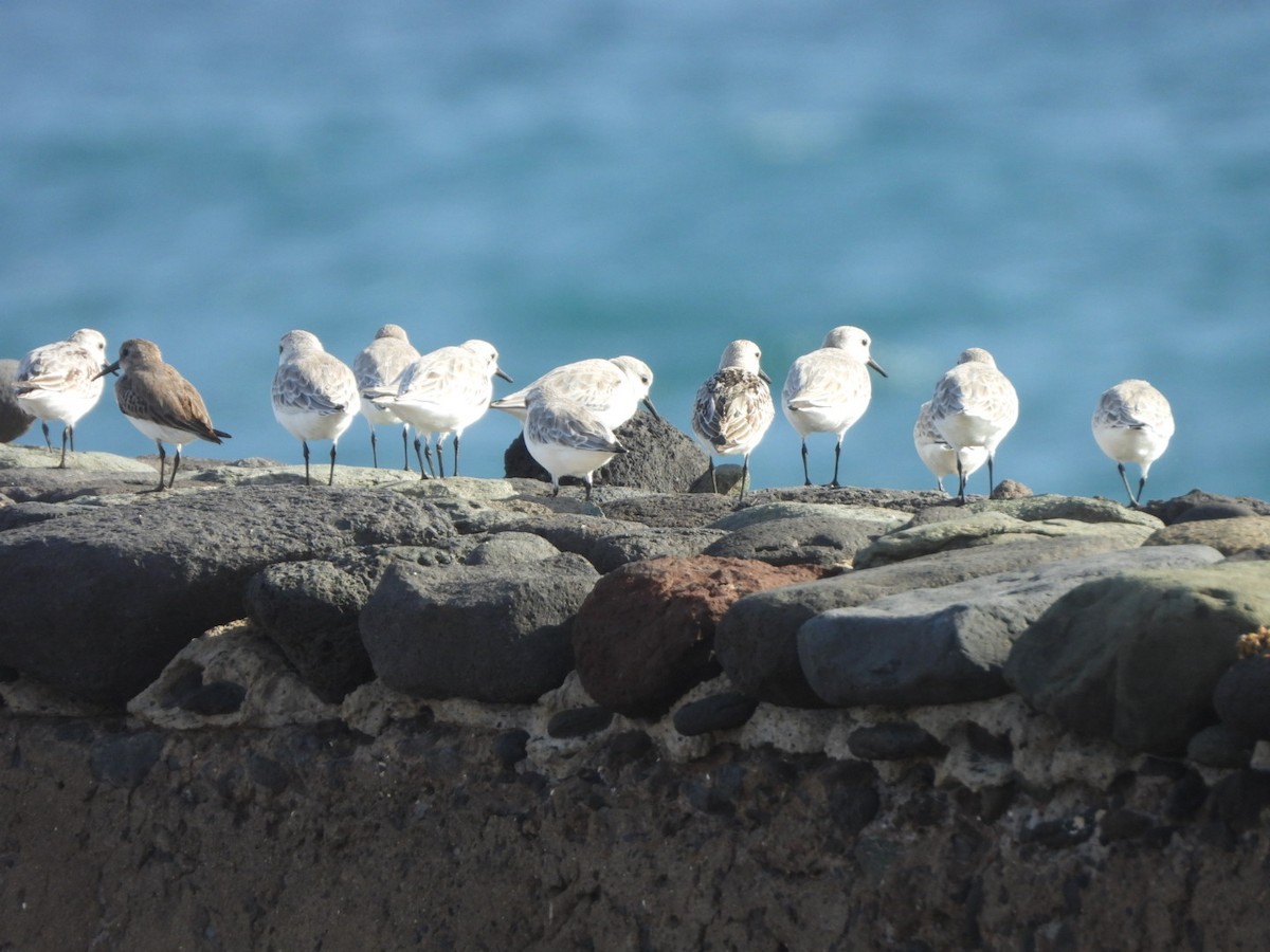 Sanderling - ML644579931