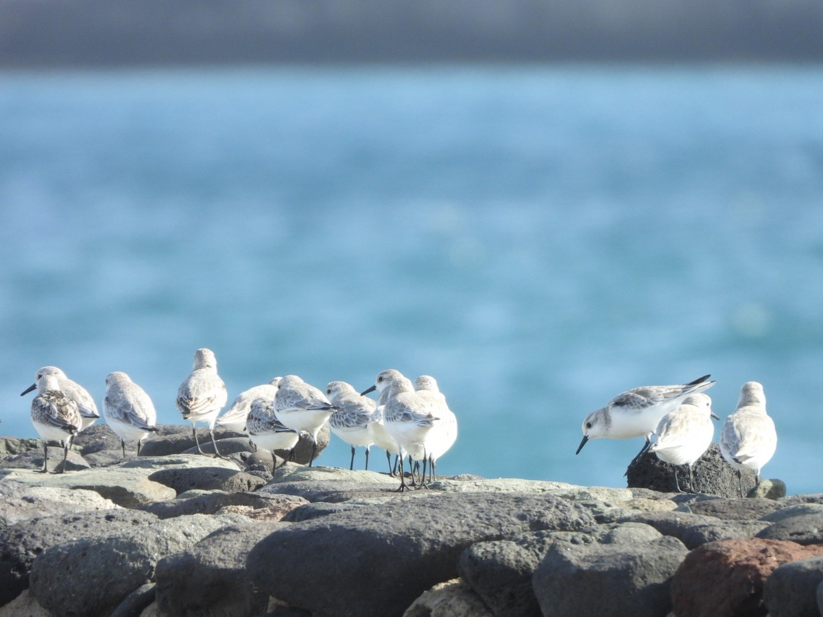 Sanderling - ML644579932