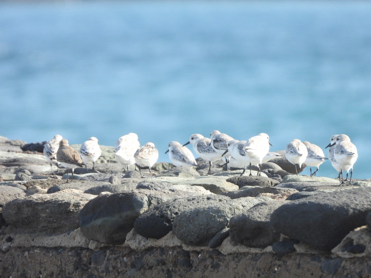 Sanderling - ML644579933