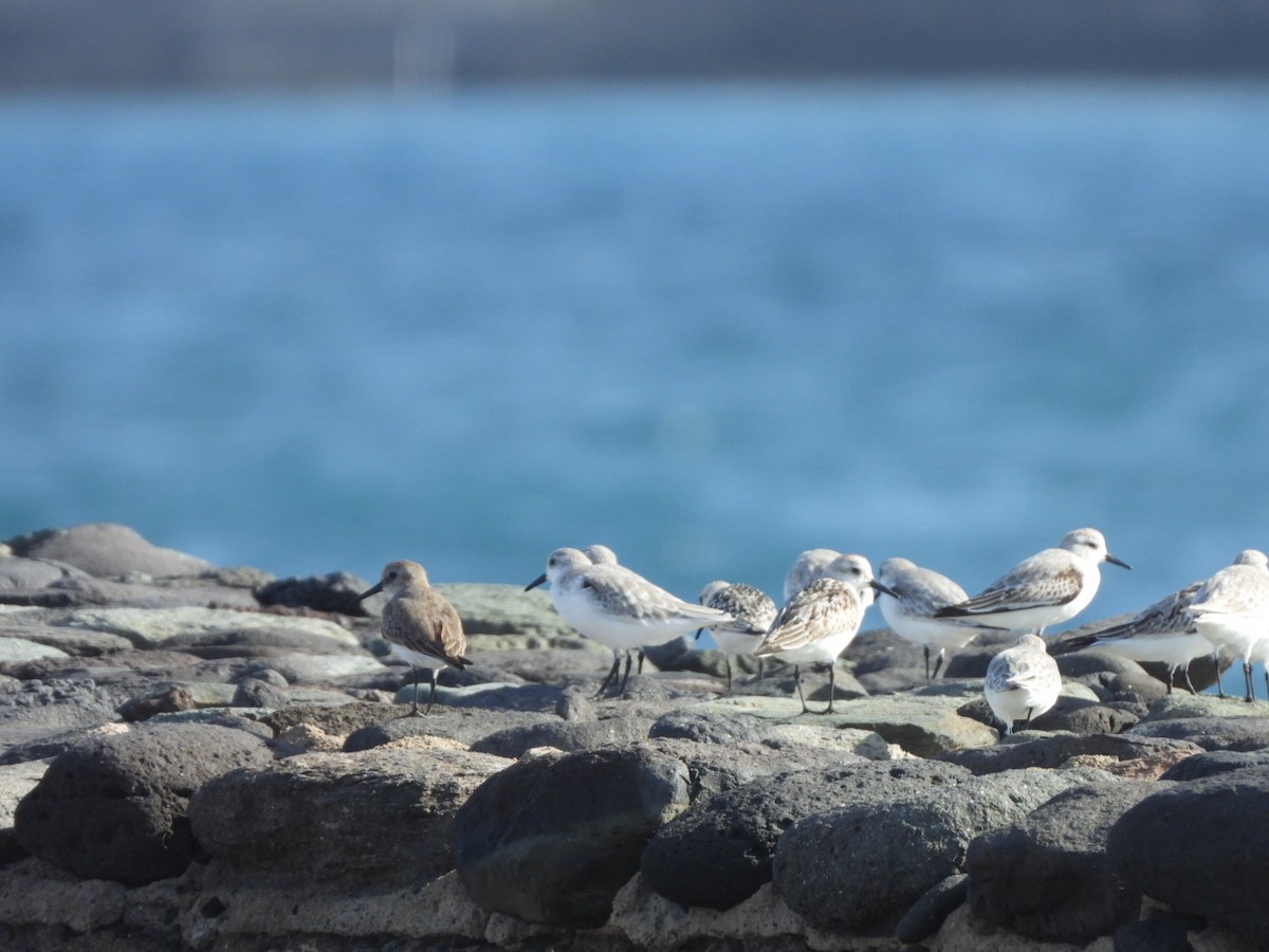 Sanderling - ML644579934