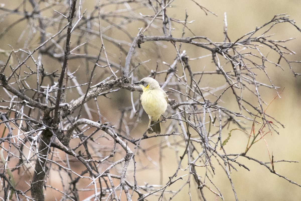medosavka šedohlavá - ML644579936