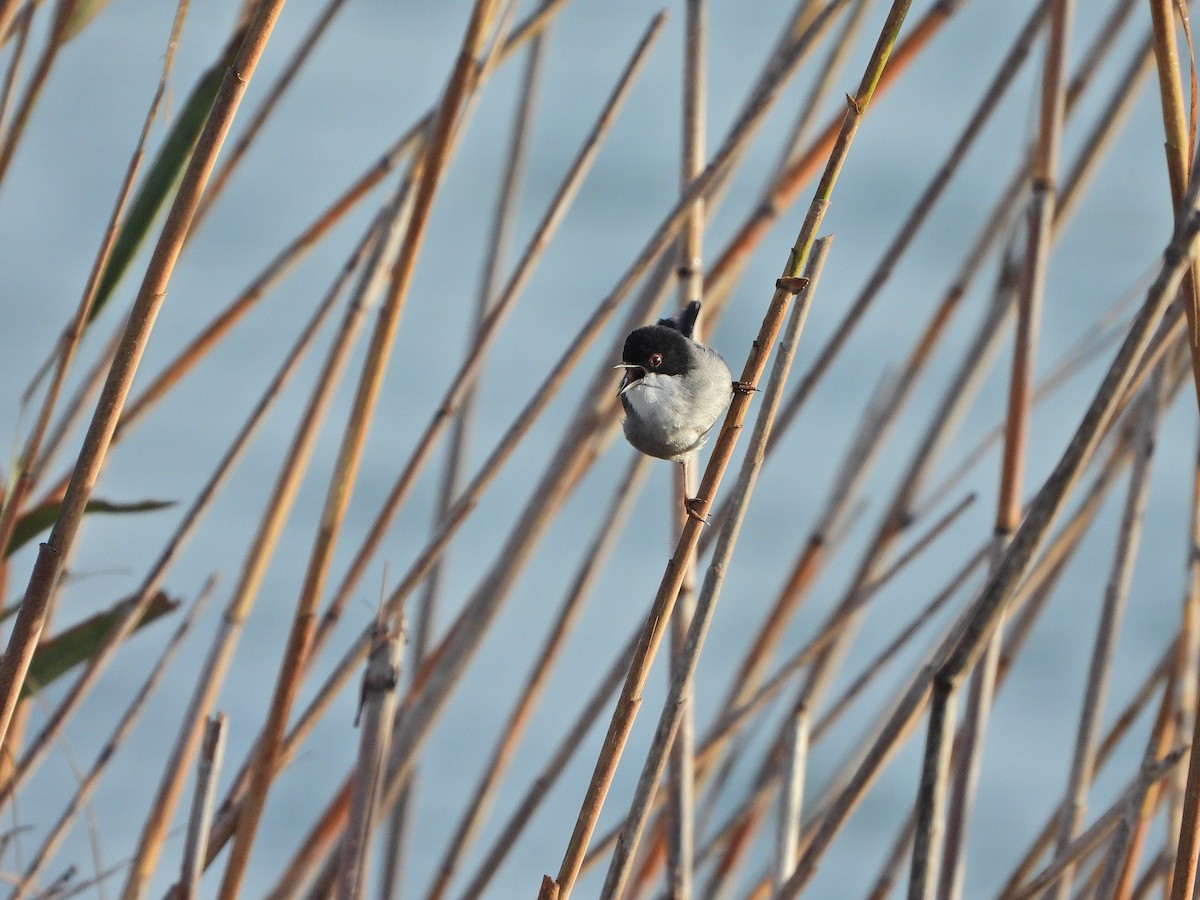 Txinbo burubeltza - ML644579938