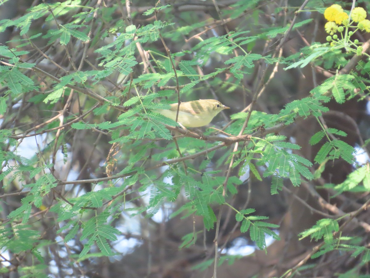 budníček zelený - ML644579939