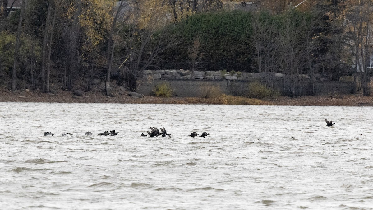 Black Scoter - ML644579941