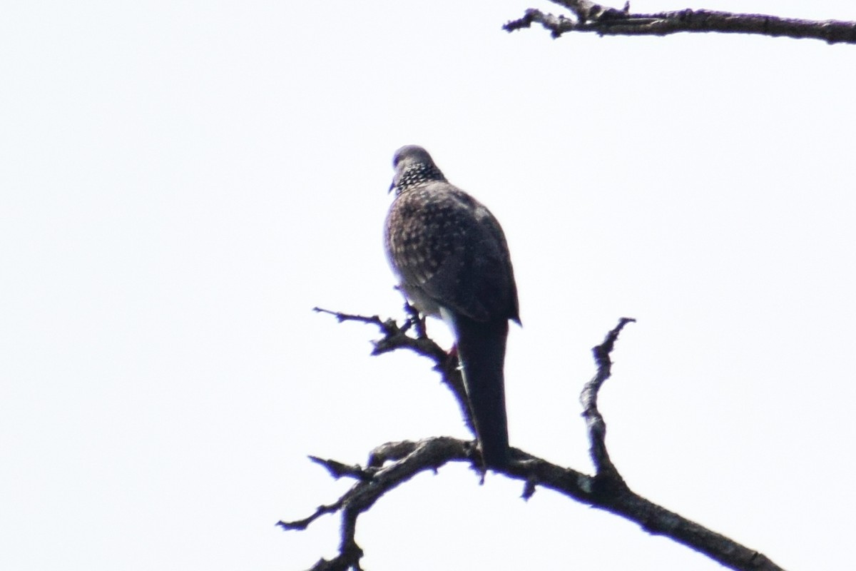 Tórtola Moteada - ML644579949