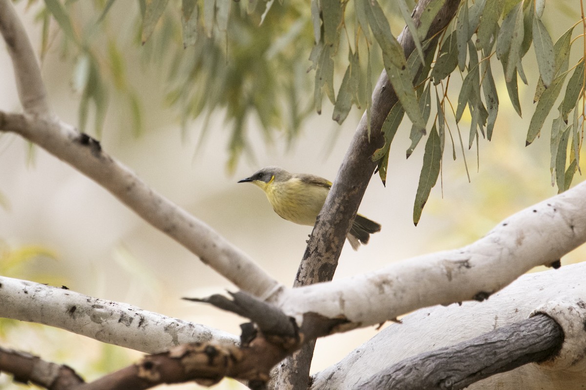 Mielero Cabecigrís - ML644579950
