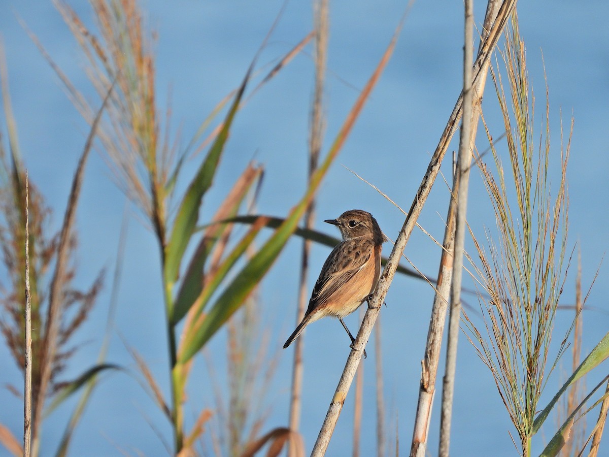 Трав'янка чорноголова - ML644579951