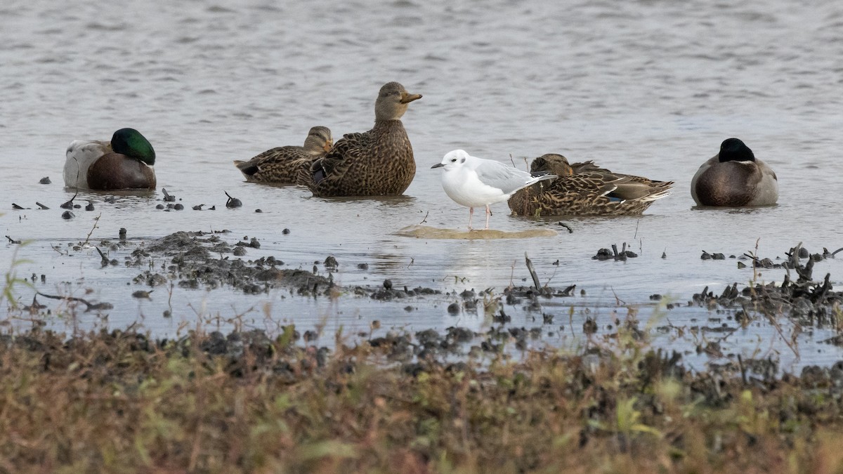 Мартин канадський - ML644579952
