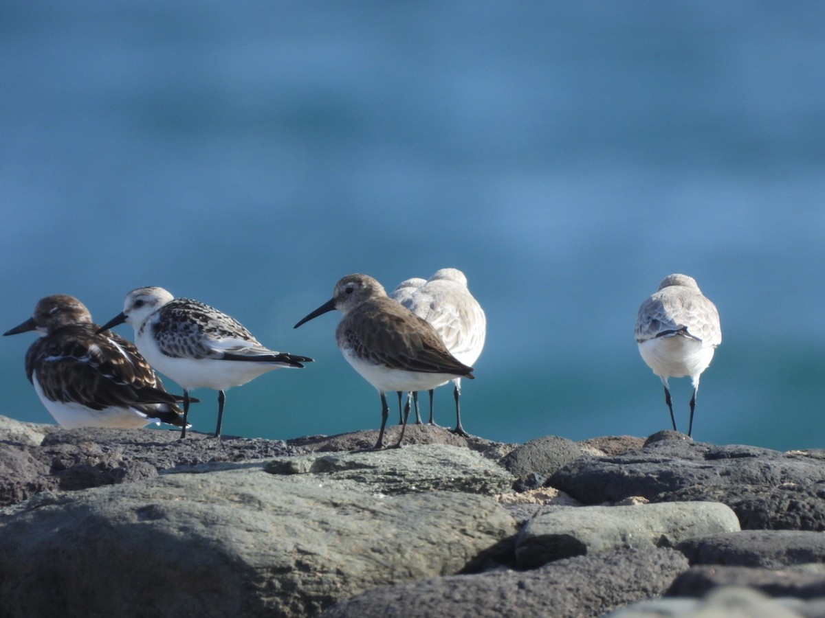 Побережник чорногрудий - ML644579956