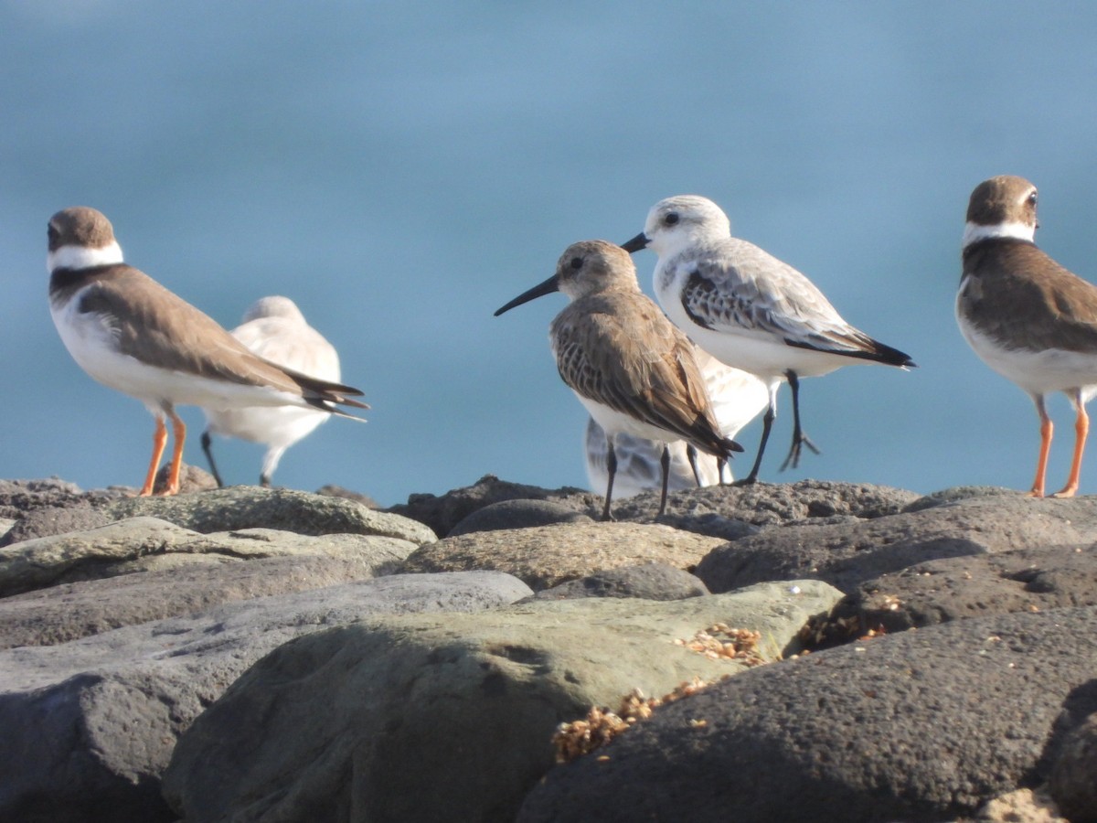 Побережник чорногрудий - ML644579957
