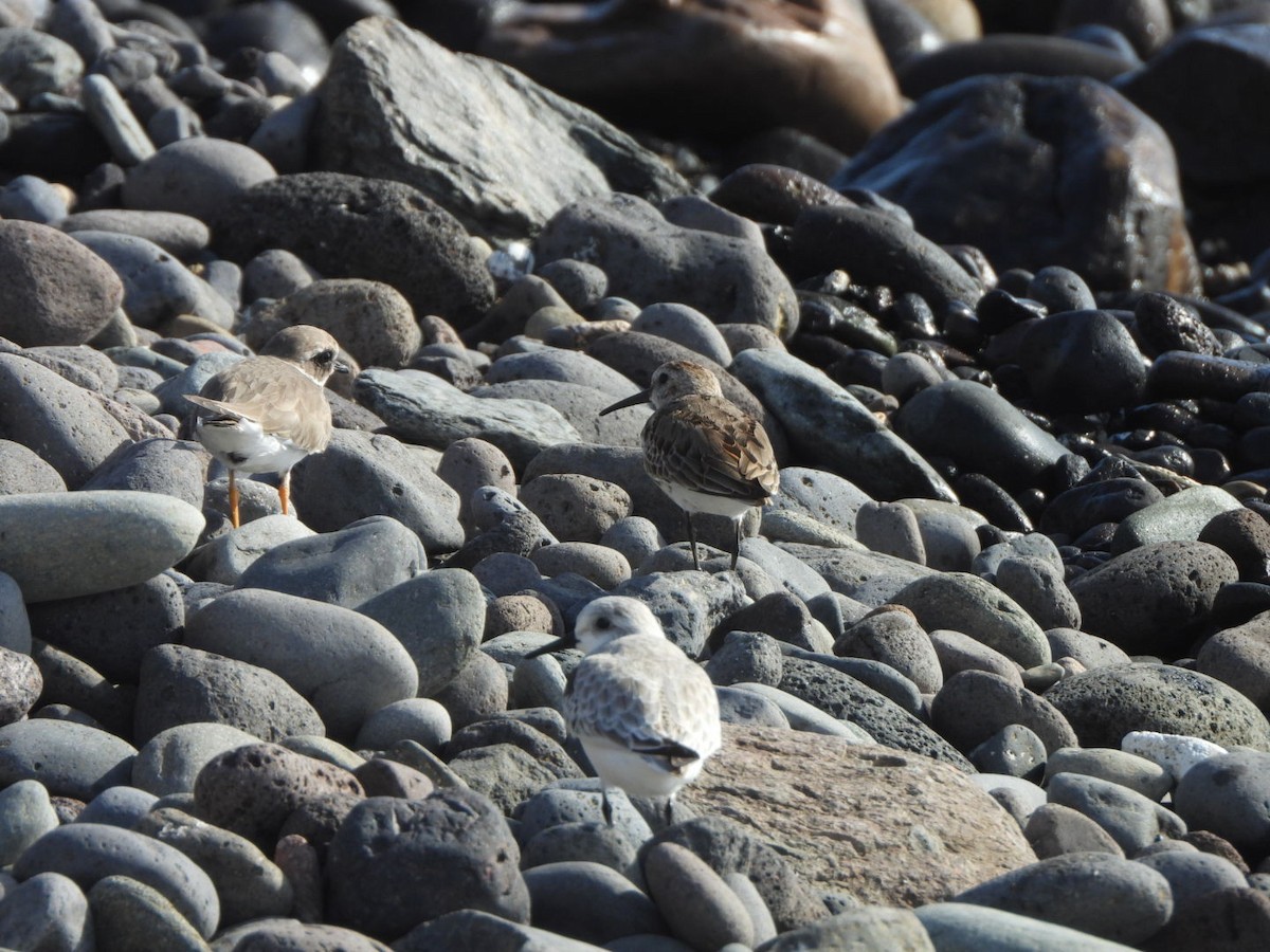 Побережник чорногрудий - ML644579958