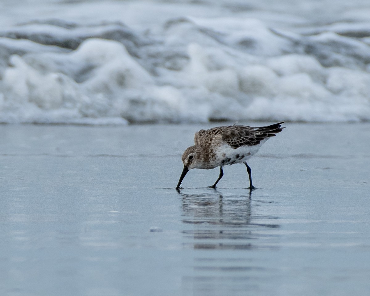 Побережник чорногрудий - ML644579960