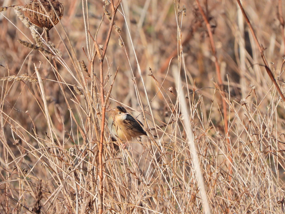 Таміка віялохвоста - ML644579962