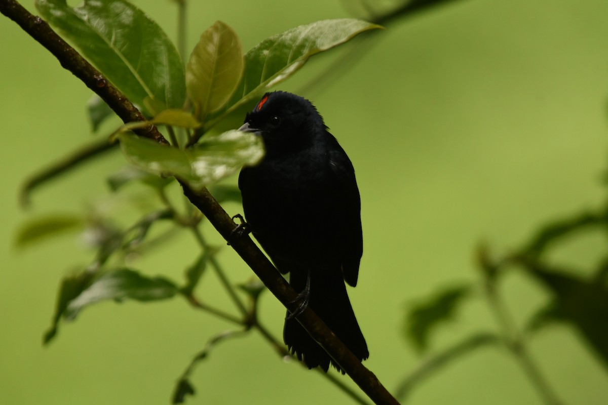 Танагра-жалібниця червоночуба - ML644579963