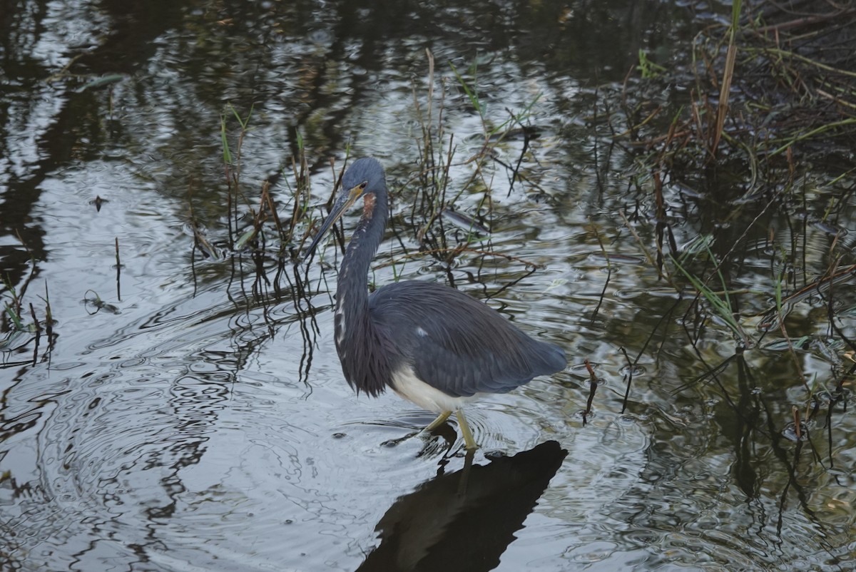 Чепура трибарвна - ML644579966