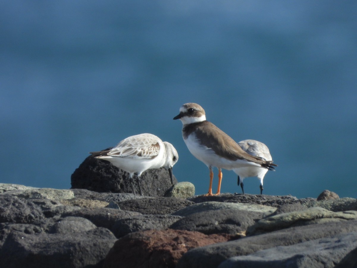 Пісочник великий - ML644579970