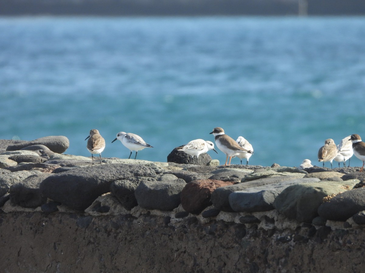 Пісочник великий - ML644579971