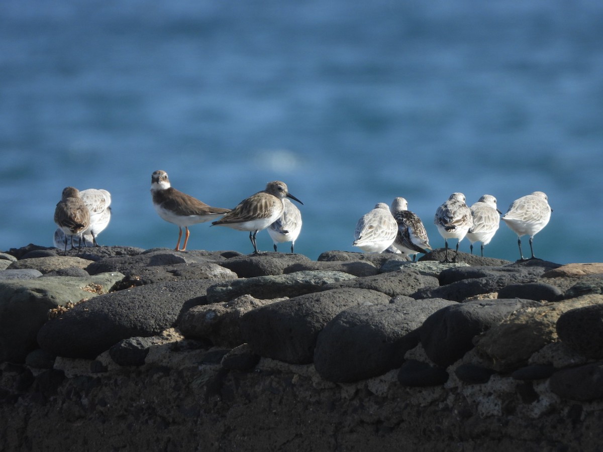 Пісочник великий - ML644579972