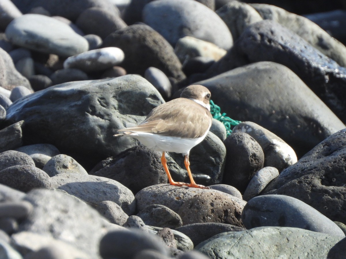 Пісочник великий - ML644579973